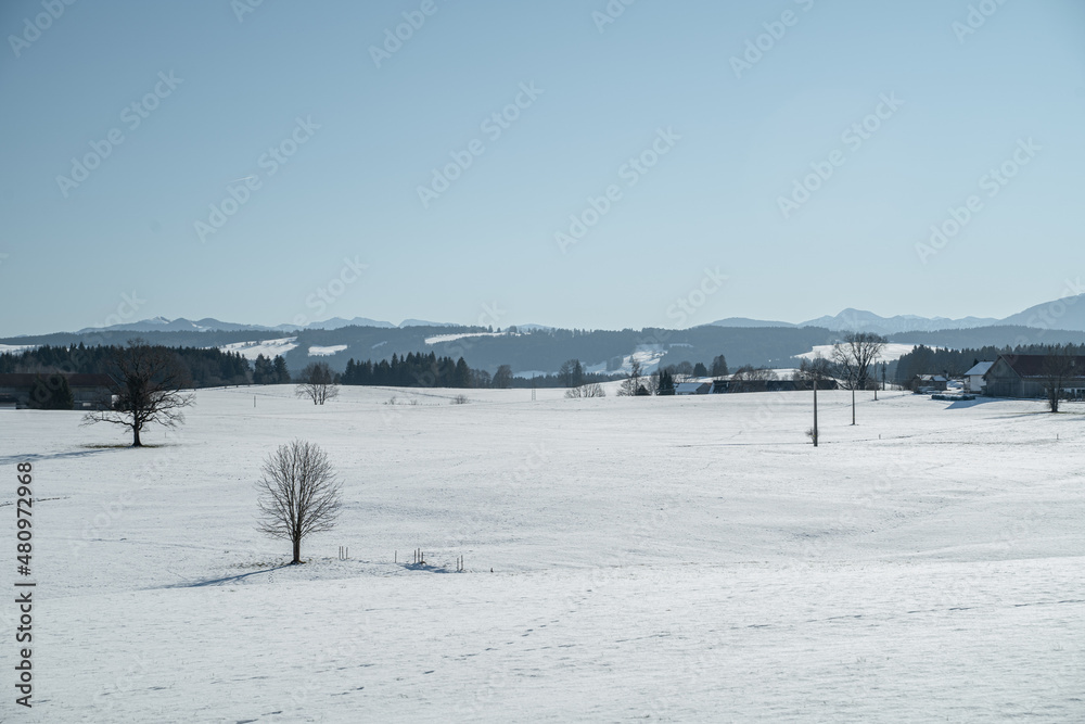 Lonely tree in the middle of a snowy field in front of mountains