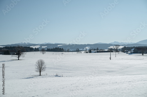 Lonely tree in the middle of a snowy field in front of mountains © Johannes