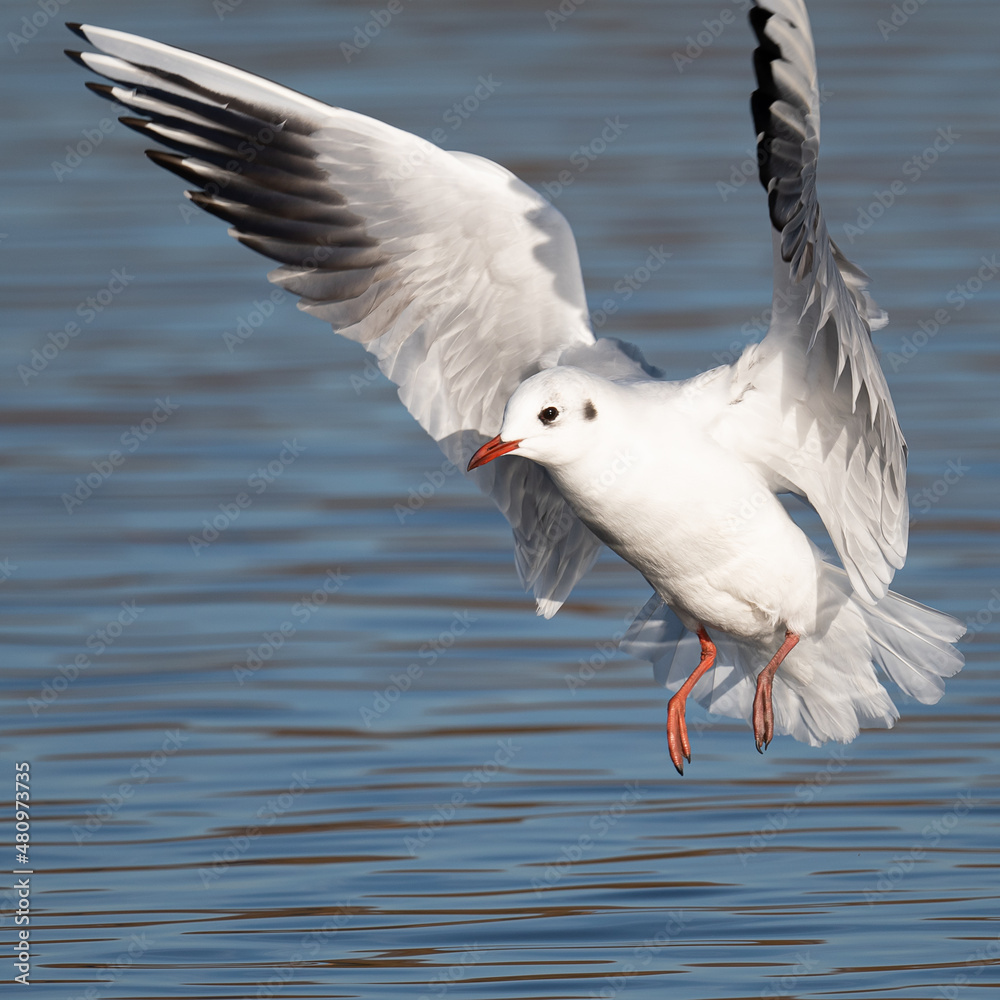 Black headed gull in-flight Black headed gull in-flight
