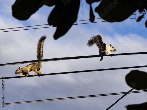 Variegated squirrel, Sciurus variegatoides has a variable coloration, it moves deftly on wires. Costa Rica photo