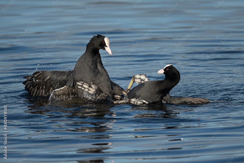 Fototapeta premium Pair of male coots flighting for territory