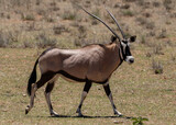 One oryx walking in the Kgalagadi Transfrontier Park in South Africa