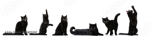 Fotografia Set made of portraits of black cat sitting, lyin, giving paw, having fun isolated on white studio background