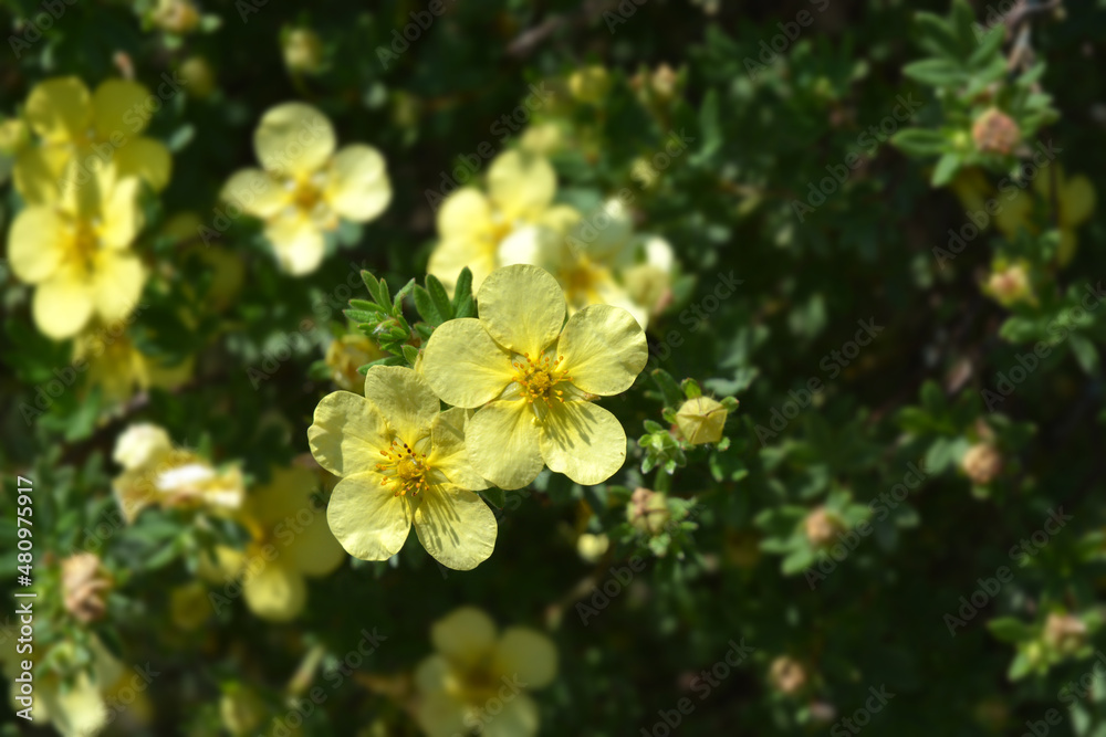Obraz premium Shrubby Cinquefoil