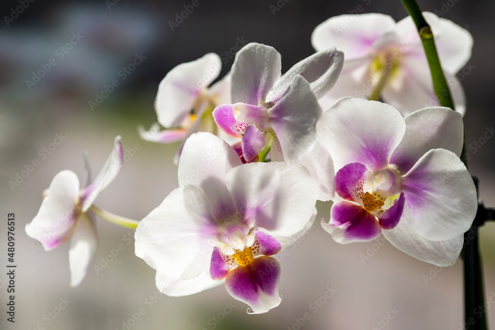 Phalaenopsis orchid. Orchid flower on the window in the backlight. Selective focus, close-up, copy space. Phalaenopsis orchid. Orchid flower on the window in the backlight. Selective focus, close-up, copy space.
