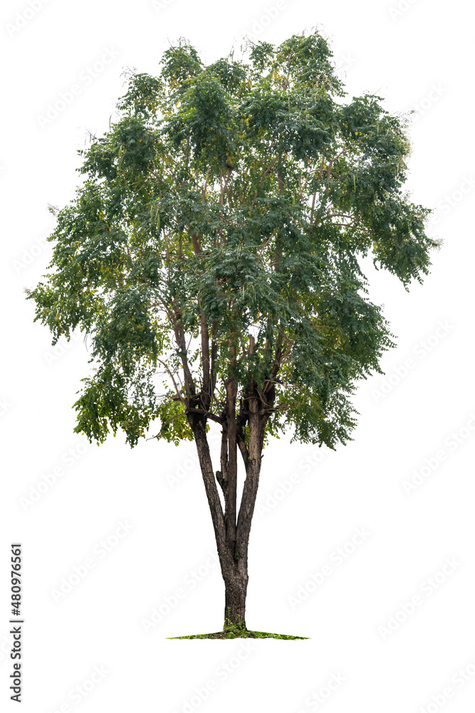 Fototapeta premium Tropical tree isolated on white background
