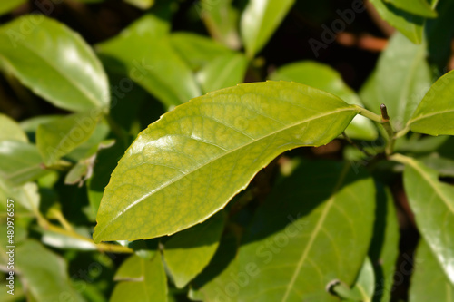Wallpaper Mural Laurel cherry Torontodigital.ca