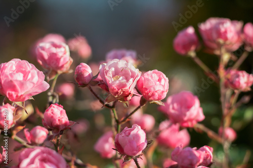 pink bush rose