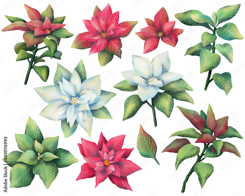 Watercolor Christmas plants set. Hand drawn green, red and white poinsettia botanical elements isolated on white background. Watercolor Christmas plants set. Hand drawn green, red and white poinsettia botanical elements isolated on white background.