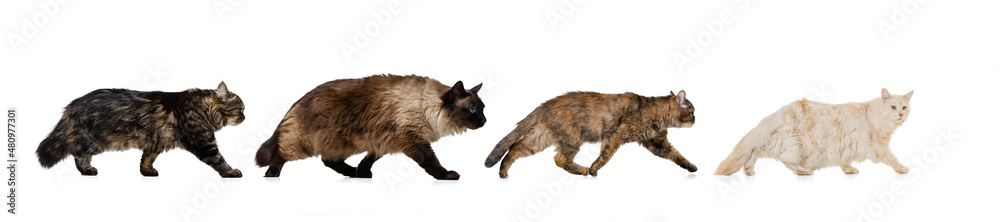Obraz premium Collage made of portraits of 4 cats of different breeds walking away isolated on white studio background.
