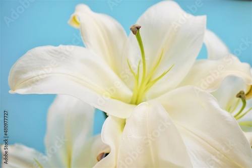 ブルーバックに白い百合の大きい花のアップ