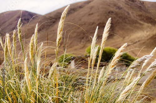 Macro closeup of creeping foxtail with adobe house and hills in background in Salta, Argentina photo