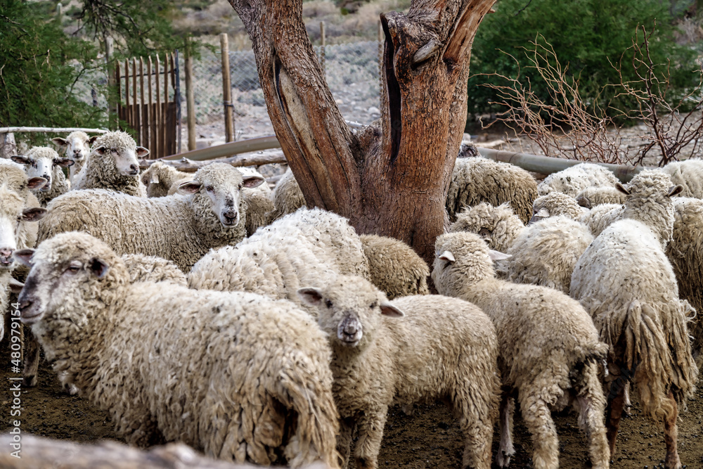 Fototapeta premium Flock of sheep under a tree in a farm in Cachi, Salta, Argentina