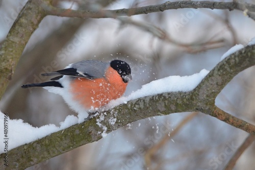 Canvastavla bullfinch is sitting on a branch in the forest