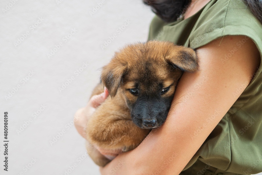 Woman girl owner is carrying little puppy brown dog in hands with love and care for friendship concept with copyspace Woman girl owner is carrying little puppy brown dog in hands with love and care for friendship concept with copyspace