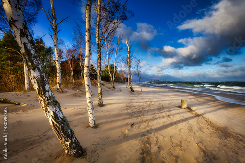 Windy day on the beach with birch trees at Baltic Sea in Gdansk. Poland