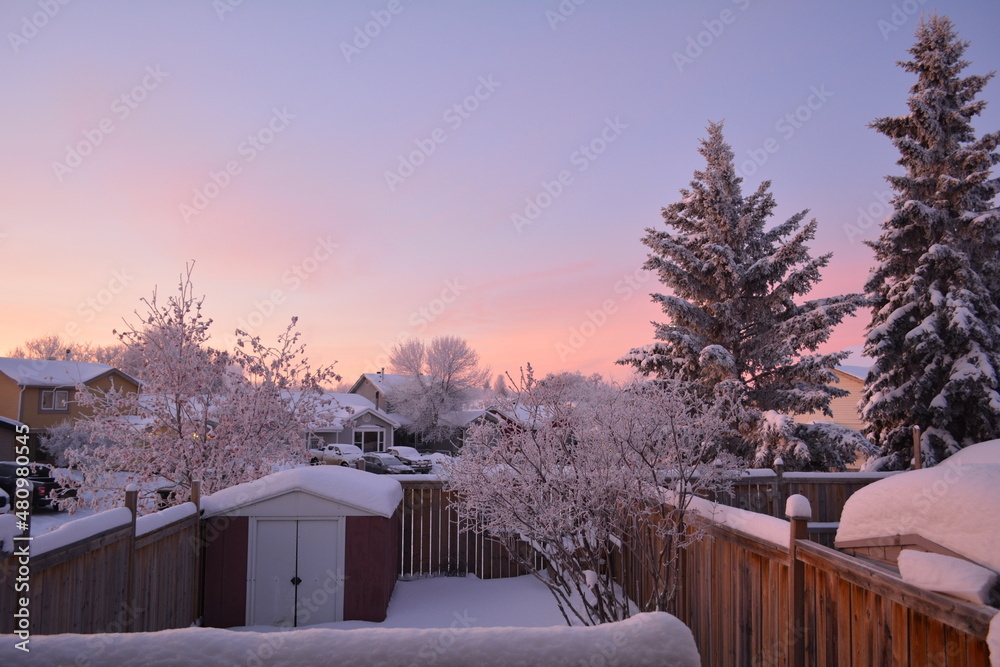 frost dawn in backyard