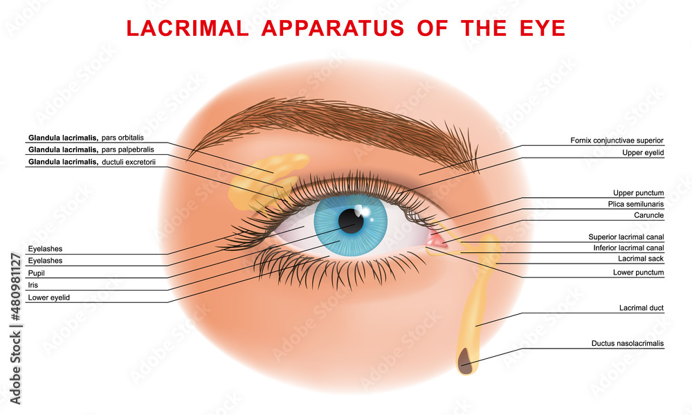Parts Of The Eyelid Parts Of The Eyelid