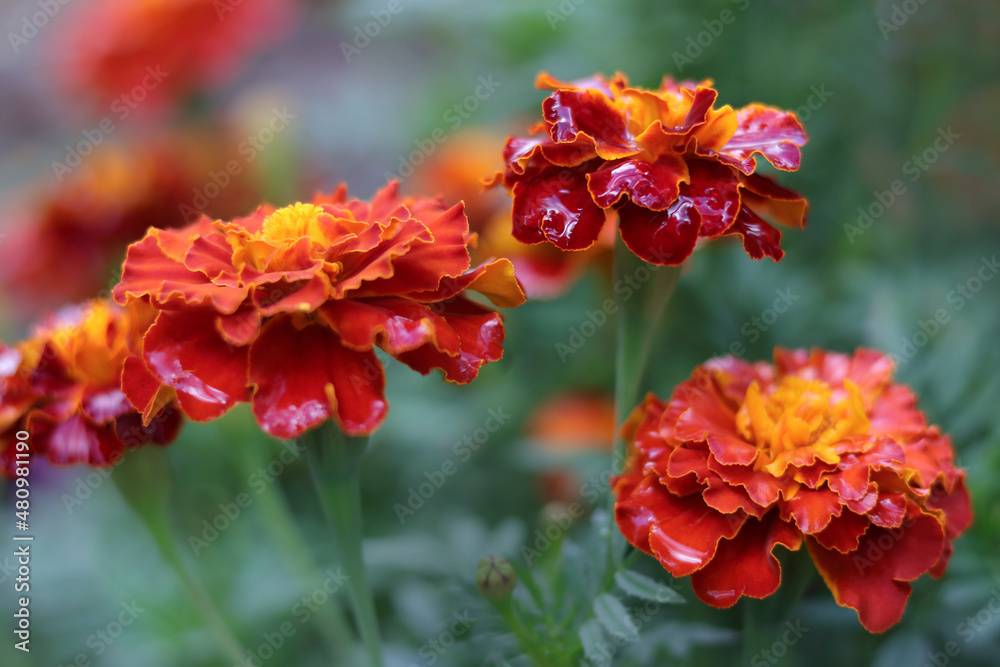Marigold flowers bloom in the morning. Marigolds in the flowerbed .Raindrops in petals. Bright flowers on a green background. Tagetes erecta ,Mexican, African marigold in the garden. Aztec marigold Marigold flowers bloom in the morning. Marigolds in the flowerbed .Raindrops in petals. Bright flowers on a green background. Tagetes erecta ,Mexican, African marigold in the garden. Aztec marigold