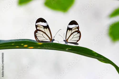 Greta oto, two window butterflies on green leaf, natural symetrie