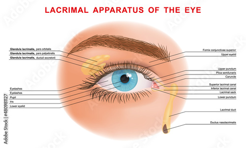 The structure of the human eye and lacrimal glands. Healthy visual sensory organ. Parts of the eye, labeled vector illustration diagram. Eyelid, eyelashes, pupil, lacrimal gland and other photo
