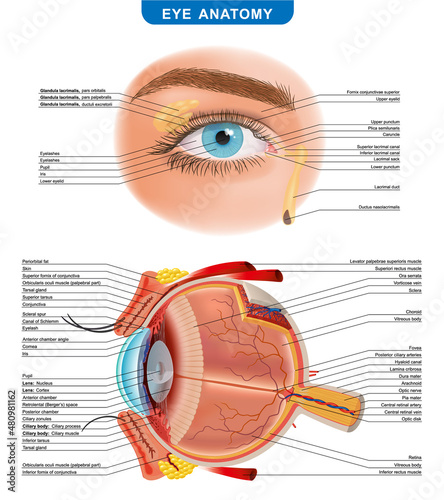 Eye anatomy with labeled structure scheme for human optic outline diagram. Graphic elements for medical websites. Study, education. vector illustration. photo