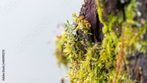Close up of trumpet lichen growing on moss colonizing wood