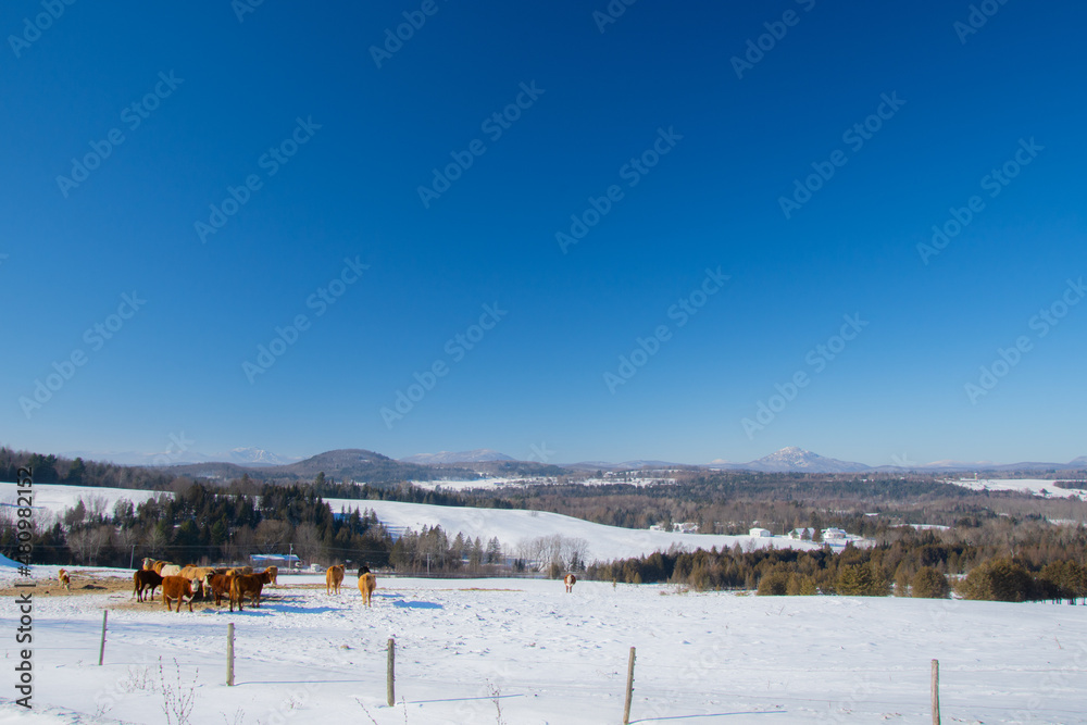A winter countryside landscape on a farm in the province of Quebec, Canada