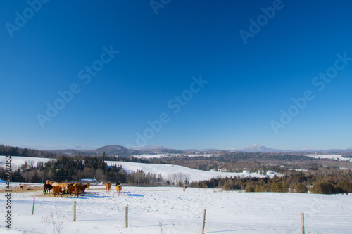 Fototapeta Naklejka Na Ścianę i Meble -  A winter countryside landscape on a farm in the province of Quebec, Canada