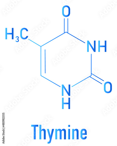Thymine nucleobase molecule. present in DNA. Skeletal formula.