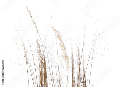 dry, yellow, grass, isolated, straw, white, texture, clipping, agriculture, autumn, background, bio, blades, botany, brown, bundle, closeup, dead, drought, eco, ecology, element, environment, fall, fi