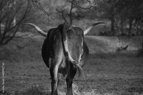 Texas longhorn cow walking away through farm field in rustic black and white.
