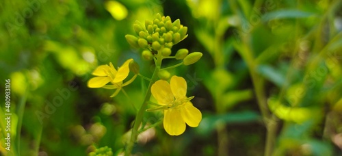 Beautyful nature and flowers