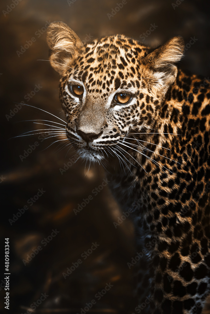Obraz premium Ceylon leopard (Panthera pardus kotiya) detail portrait