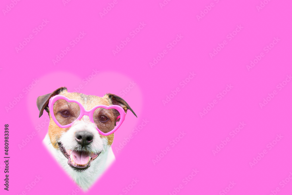 Valentine day concept with lovely dog wearing  sunglasses inside heart shape