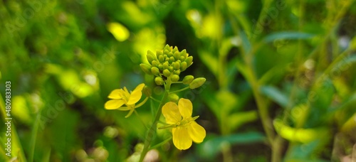 Beautyful nature and flowers
