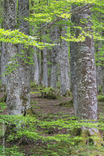 The springtime foliage of mediterrainian beeches is shining bright green while the trunks of the trees are full of pretty gray lichens photo