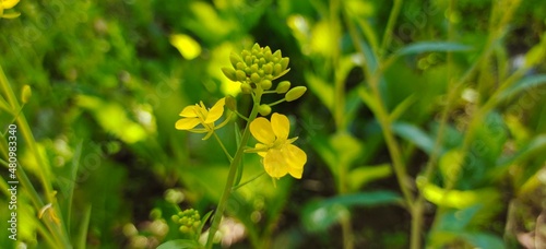 Beautyful nature and flowers