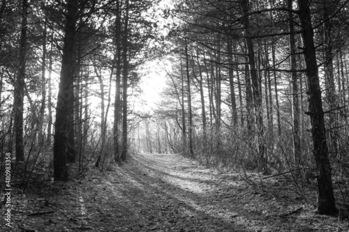 Black and white back light image of a pine forest trail, showing the trees shadows on the ground.