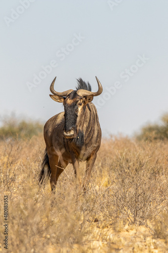 Fototapeta Naklejka Na Ścianę i Meble -  Blue Wildebeest in the Kgalagadi