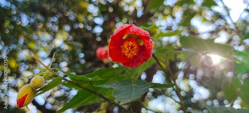 Beautyful nature and flowers
