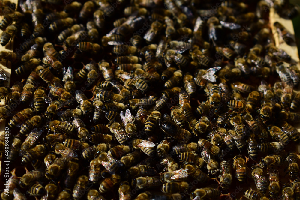 Honigbienen, Apis mellifera, viele Bienen auf der Oberfläche eines ausgebauten Rähmchens in der Sonne
