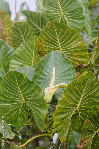 Fleur blanche de Moucou-moucou dans les marais en Guyane française