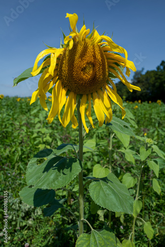 Sonnenblume im Felde