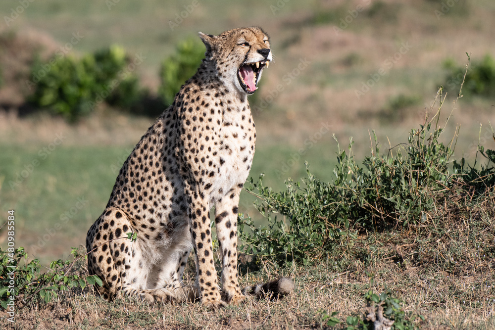 Naklejka premium Gähnender Gepard