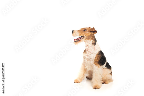 Valokuva curly wirehaired fox terrier with open mouth sitting on white.