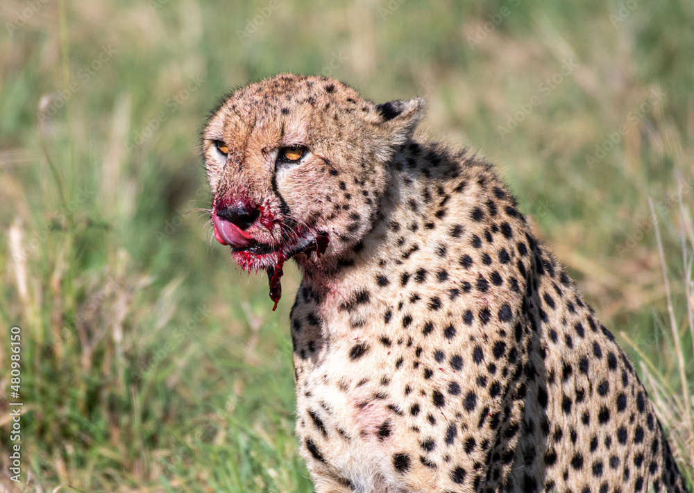 Fototapeta premium blutverschmierter Gepard