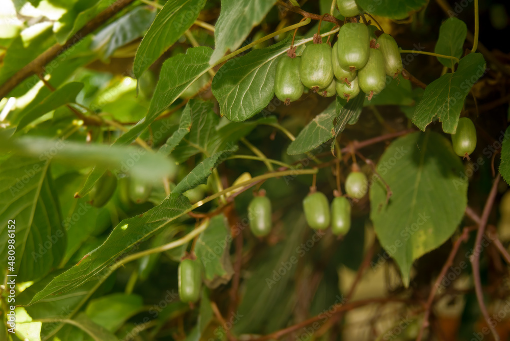 Fototapeta premium Variegated Kiwi Vine (Actinidia kolomikta) in orchard