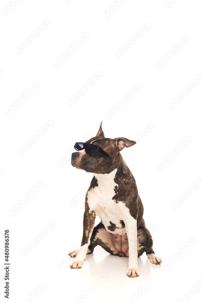 american staffordshire terrier in sunglasses sitting on white.