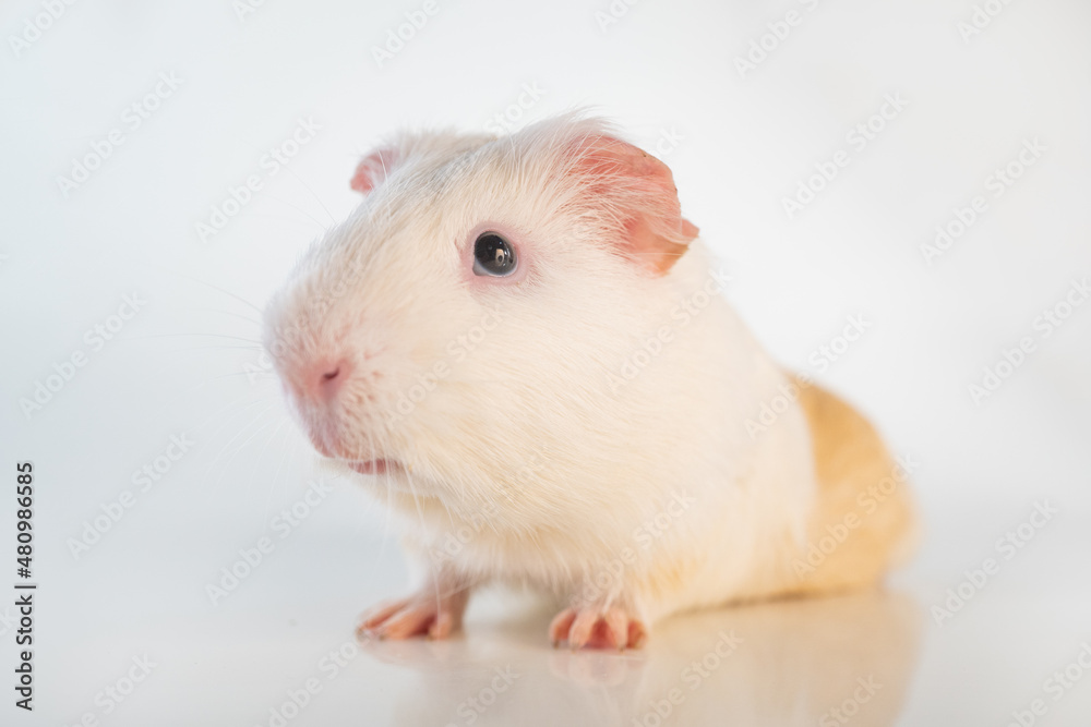 White Guinea pig isolated on a white background. Domestic guinea pig. White Guinea pig isolated on a white background. Domestic guinea pig.